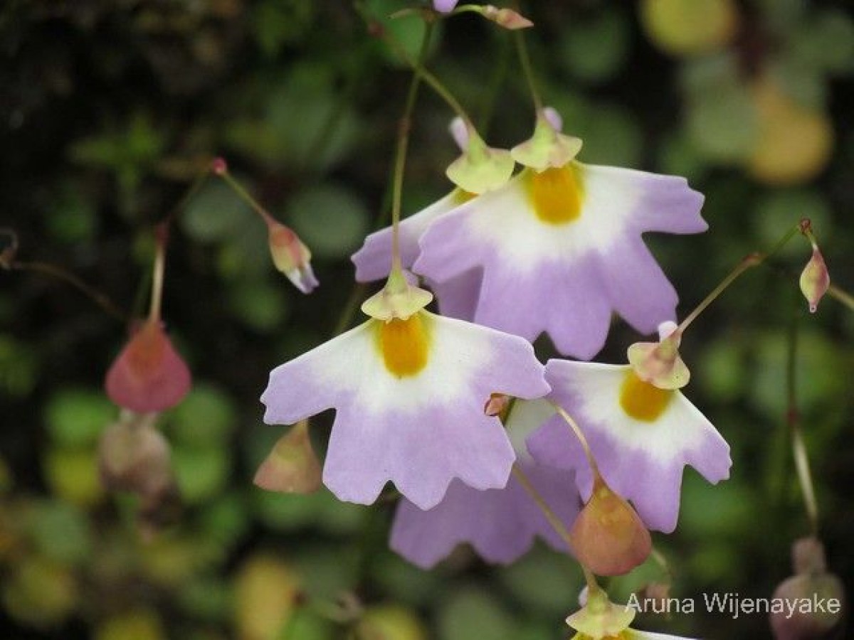 Utricularia striatula Sm.